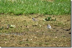 Little-ringed Plovers