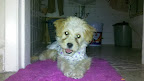 PAOLITA adoptada ¡¡!!