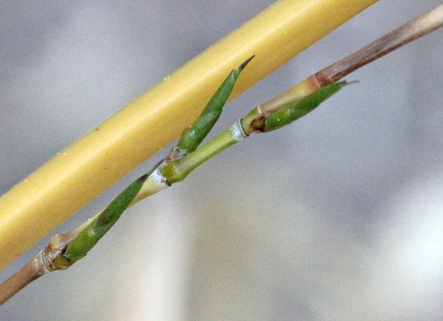 [110708_Phyllostachys-vivax-aureocaul%255B13%255D.jpg]