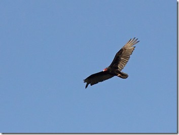 IMG_1408 IMG_1408