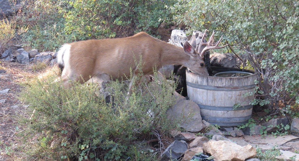 [Mule-deer-and-bird-bath.-CrystalHarl.jpg]