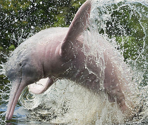 [river-dolphin-splashing%255B4%255D.jpg]