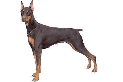 dobermann.jpg