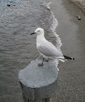 Wanaka