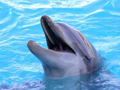 [Amazing%2520Animals%2520Pictures%2520Dolphin%2520%25285%2529%255B3%255D.jpg]
