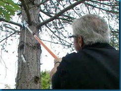 limbing up trees