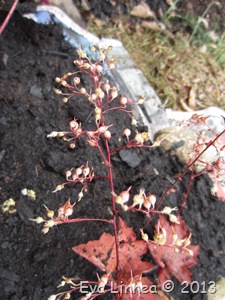 IMG_7498 IMG_7498