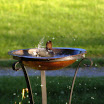 CAL bird in bath.JPG