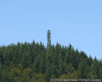 Oregon Cell-Pine
