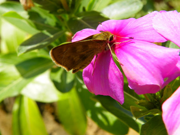 Hesperiidae : probablement Pompeius pompeius (LATREILLE, [1824]). Pitangui (MG, Brésil), 16 mai 2011. Photo : Nicodemos Rosa