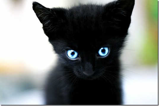 tumblr_llf72p4RN21qh8938o1_500 tumblr_llf72p4RN21qh8938o1_500