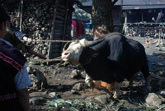 Mithun being taken for sacrifice during the annual Aran festival Mithun being taken for sacrifice during the annual Aran festival