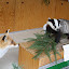 waldweihnacht 2010 099.jpg