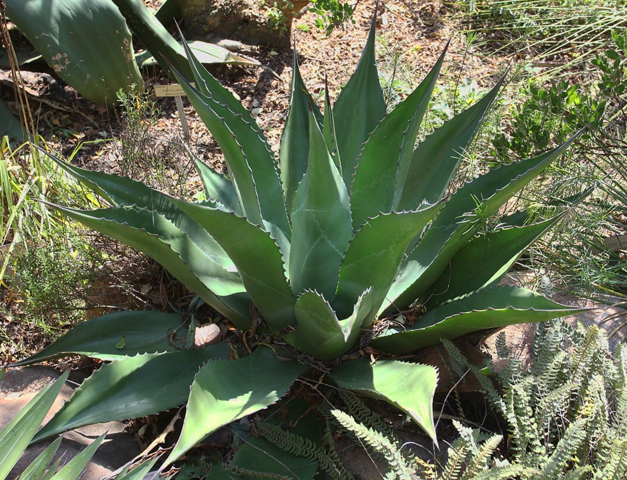 [120128_UCBG_Agave-montana_06%255B3%255D.jpg]