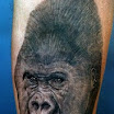 Gorilla #2