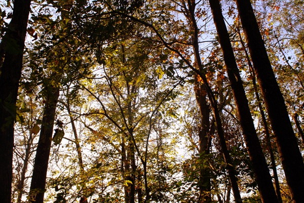 Pumpkin Spice Lattes, Friends, and Walking Trails 122
