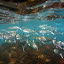 Halte snorkeling aux Anses d'Arlets