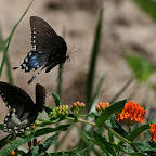 Butterflies at Dolan Lake 2010