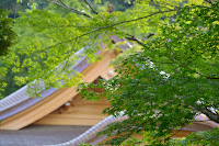 DSC_0170.JPG Photo