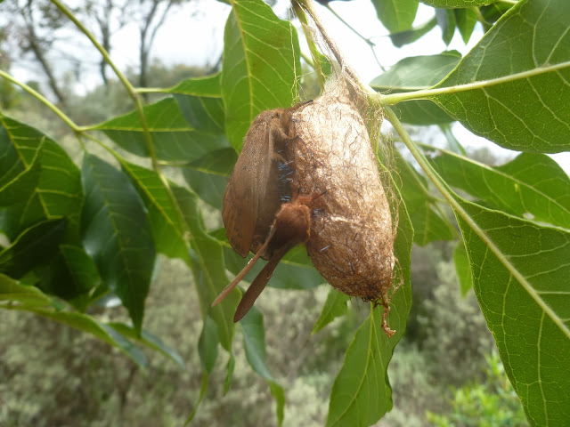 Accouplement d'un mâle de Lasiocampidae avec une femelle émergeant de son cocon. Mananara Lodge, Anjozorobe (Madagascar), 6 janvier 2014. Photo : J. Marquet