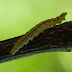 P5200744