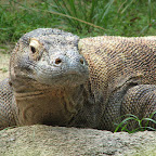 Komodo varane at Singapore Zoo
