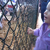 Allison's favorite were the baby goats!