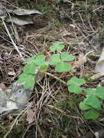 Shamrock