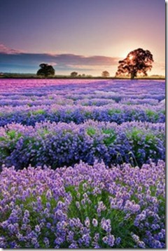 lavendar lavendar