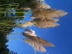 Dec 14 - Pampas Grass