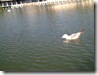 PICT0006