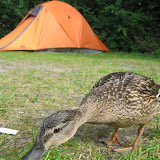 BVEend Camp 2009