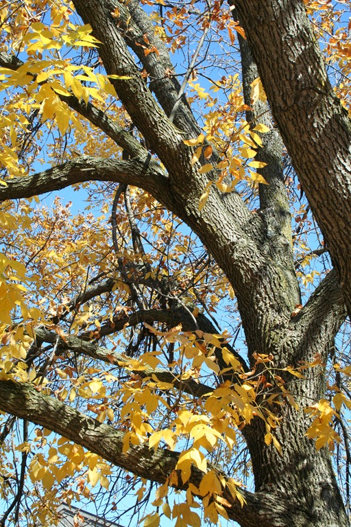 [Crossing-Fall-0034.jpg]