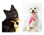 Santa Maria and Penelope...
waiting to be adopted at The Humane Society of New York. 
See link at end of blog post for more details.
Photo by Richard Phibbs.