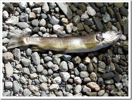 Found this fella on the banks of Lake Hawea.