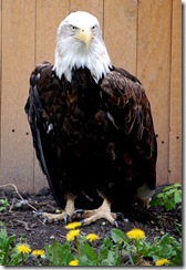 aviary61