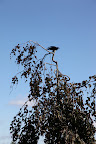 9 - They also say that crows are great with facial recognition.  I guess we can consider them to be our friends, since they seem to live here at the farm.
