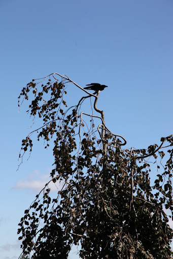 9 - They also say that crows are great with facial recognition.  I guess we can consider them to be our friends, since they seem to live here at the farm.