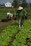 Hoi An, Vietnam 075.JPG