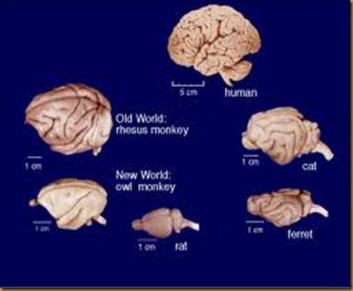 monkey brain