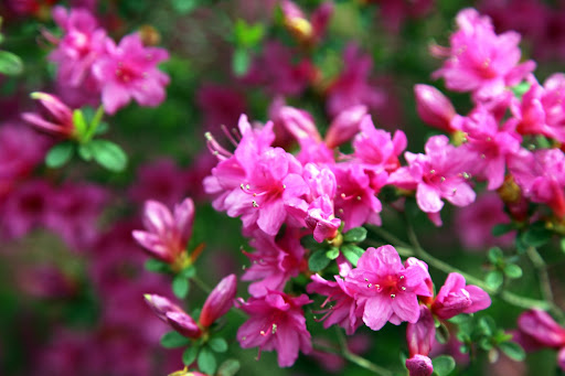 Azalea flowers can range in size and color from white, to pink, to purple, to red - there are no yellow azaleas and only a few orange varieties.