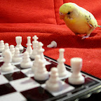 Pensive Parakeet.jpg