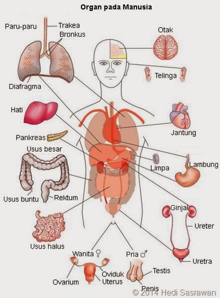 Organ dan Sistem Organ