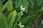Lily of the Valley