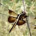 20100704_178