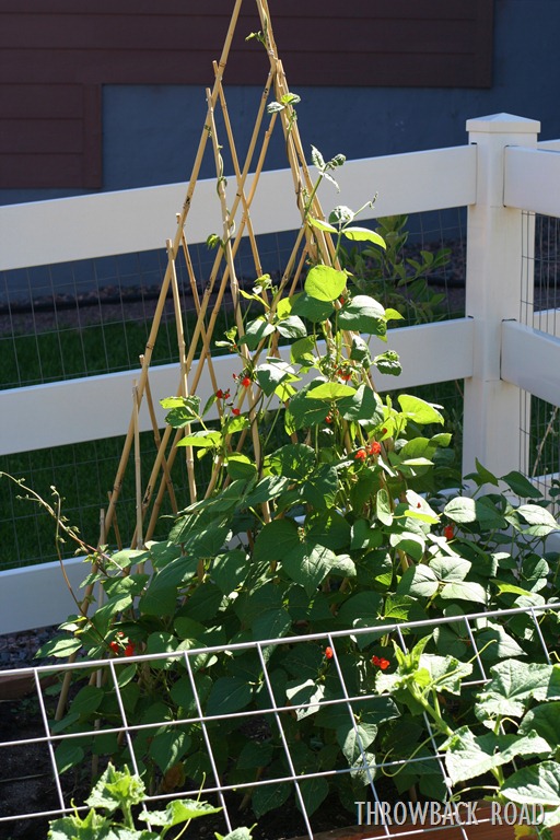 [garden%2520walk%2520July%252017%2520057%255B5%255D.jpg]