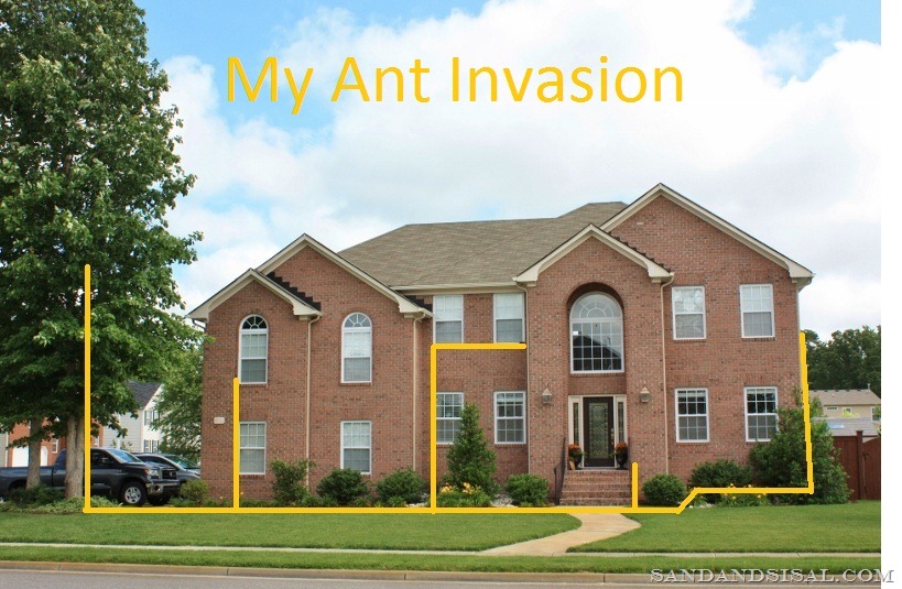 [my-ant-invasion3.jpg]