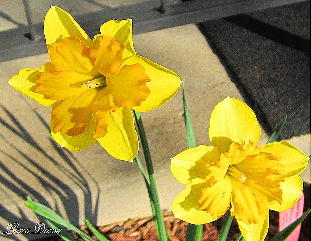 [Daffodils_Centannees%255B9%255D.jpg]