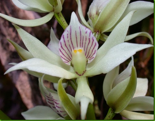 OR Prosthechea_fragrans