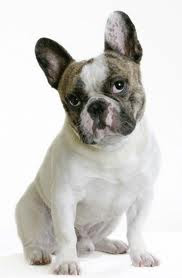 buldog.jpg